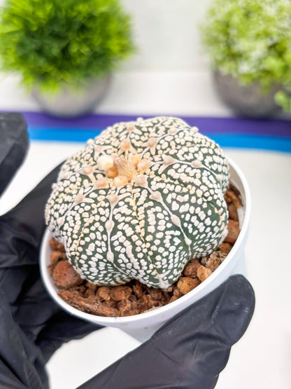 Astrophytum V-Type (t7) (y3) | Imported Plants | 3" Pot
