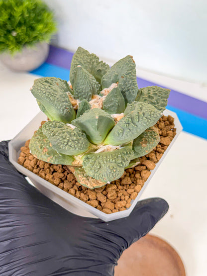 Ariocarpus Cultivar (yy) | Living rock cactus