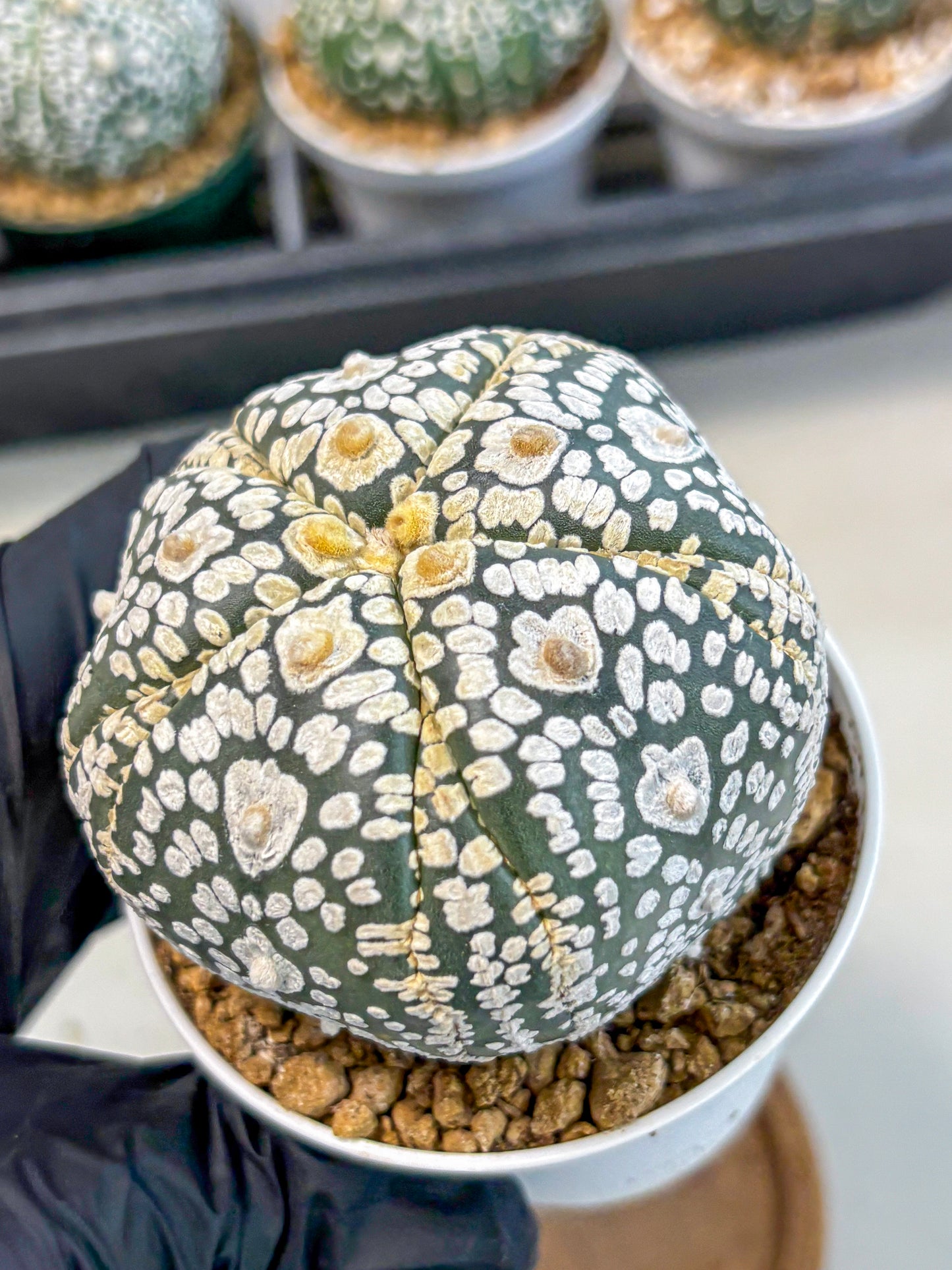 Astrophytum 5-Ribs (at7) (y5) | Living Rocks