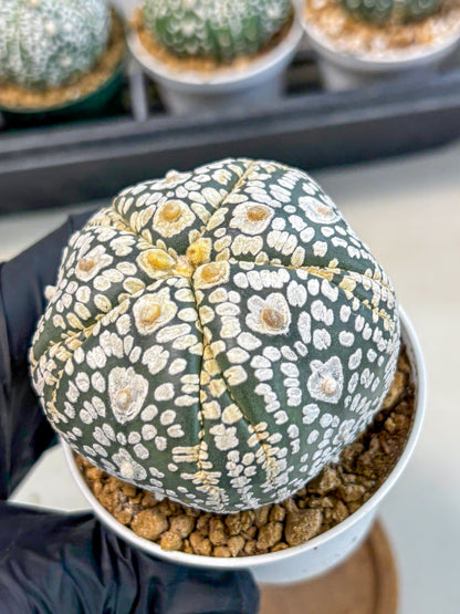 Astrophytum 5-Ribs (at7) (y5) | Living Rocks