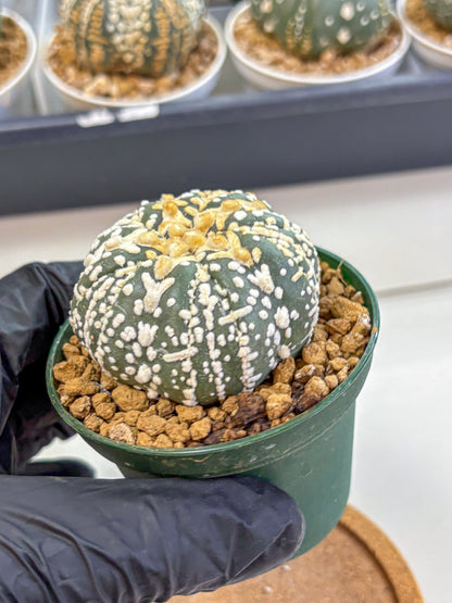 Astrophytum Fukuryu (at8) (07) | Rare Plant | Succulent Cactus
