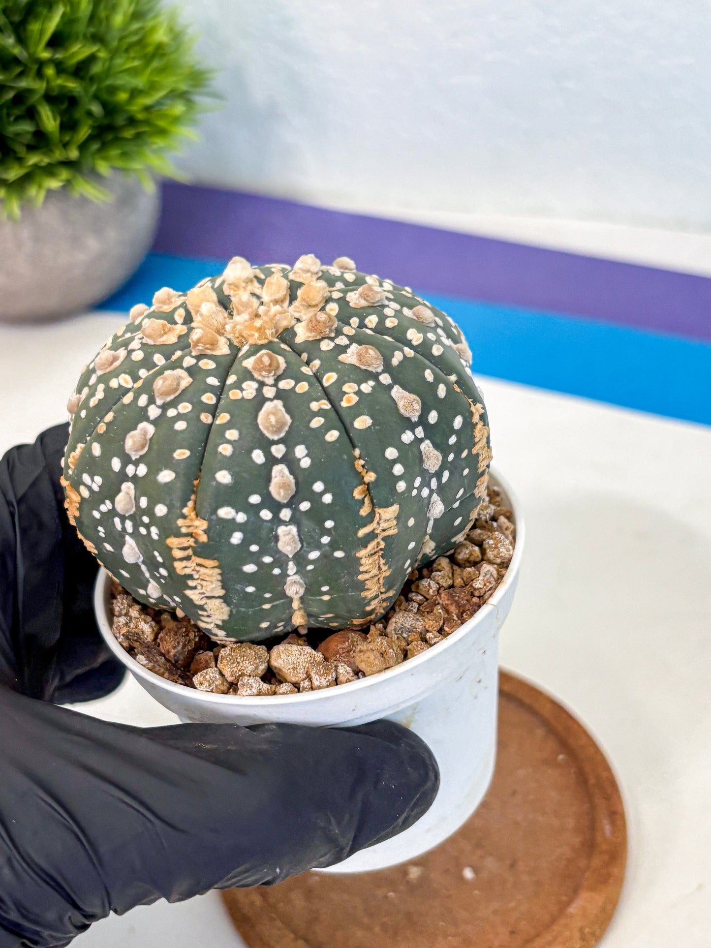 Astrophytum Super Kabuto (at10) (07) | sand dollar cactus