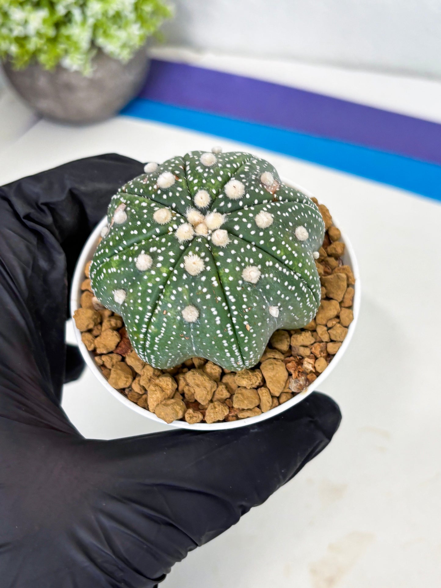 Astrophytum Star Shape (at3) (p1) | Very Rare Cactus