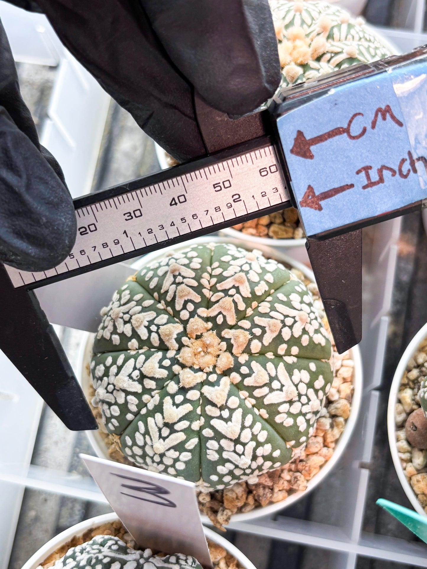 Astrophytum V-Type (T8) (b4) | SHIP from USA