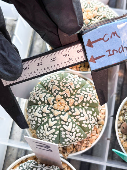 Astrophytum V-Type (T8) (b4) | SHIP from USA