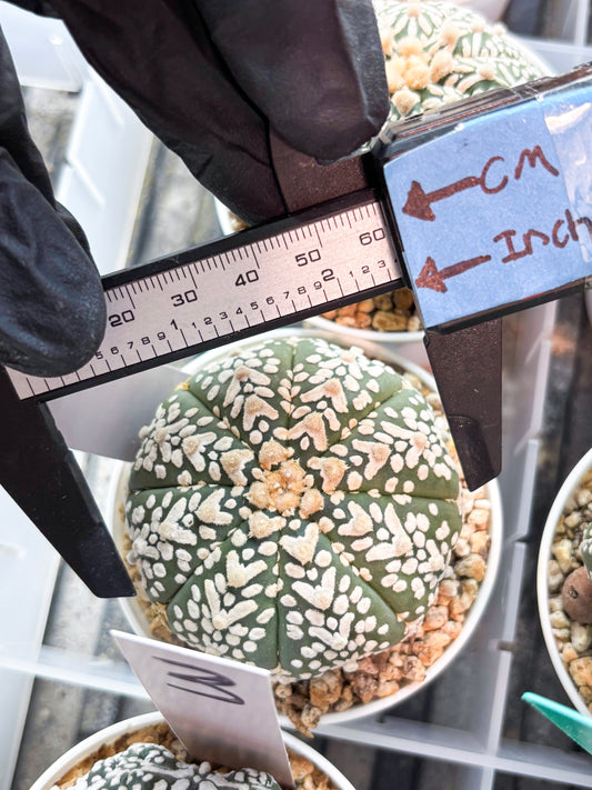 Astrophytum V-Type (T8) (b4) | SHIP from USA