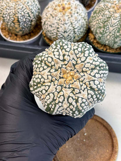 Astrophytum V-Type (at6) (y2) | Rare Star Cactus