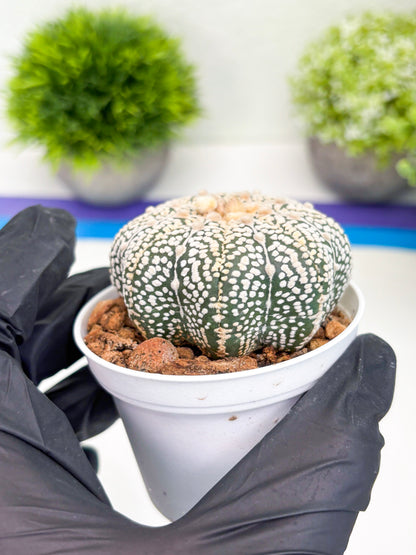 Astrophytum V-Type (t7) (y3) | Imported Plants | 3" Pot