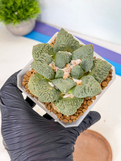 Ariocarpus Cultivar (yy) | Living rock cactus