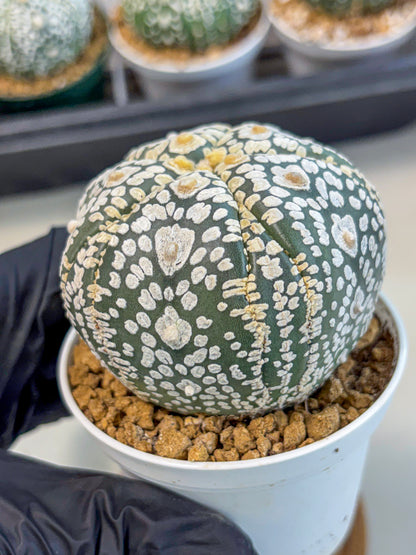 Astrophytum 5-Ribs (at7) (y5) | Living Rocks