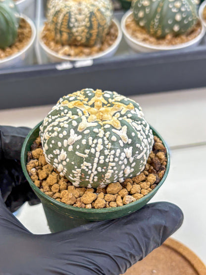 Astrophytum Fukuryu (at8) (07) | Rare Plant | Succulent Cactus