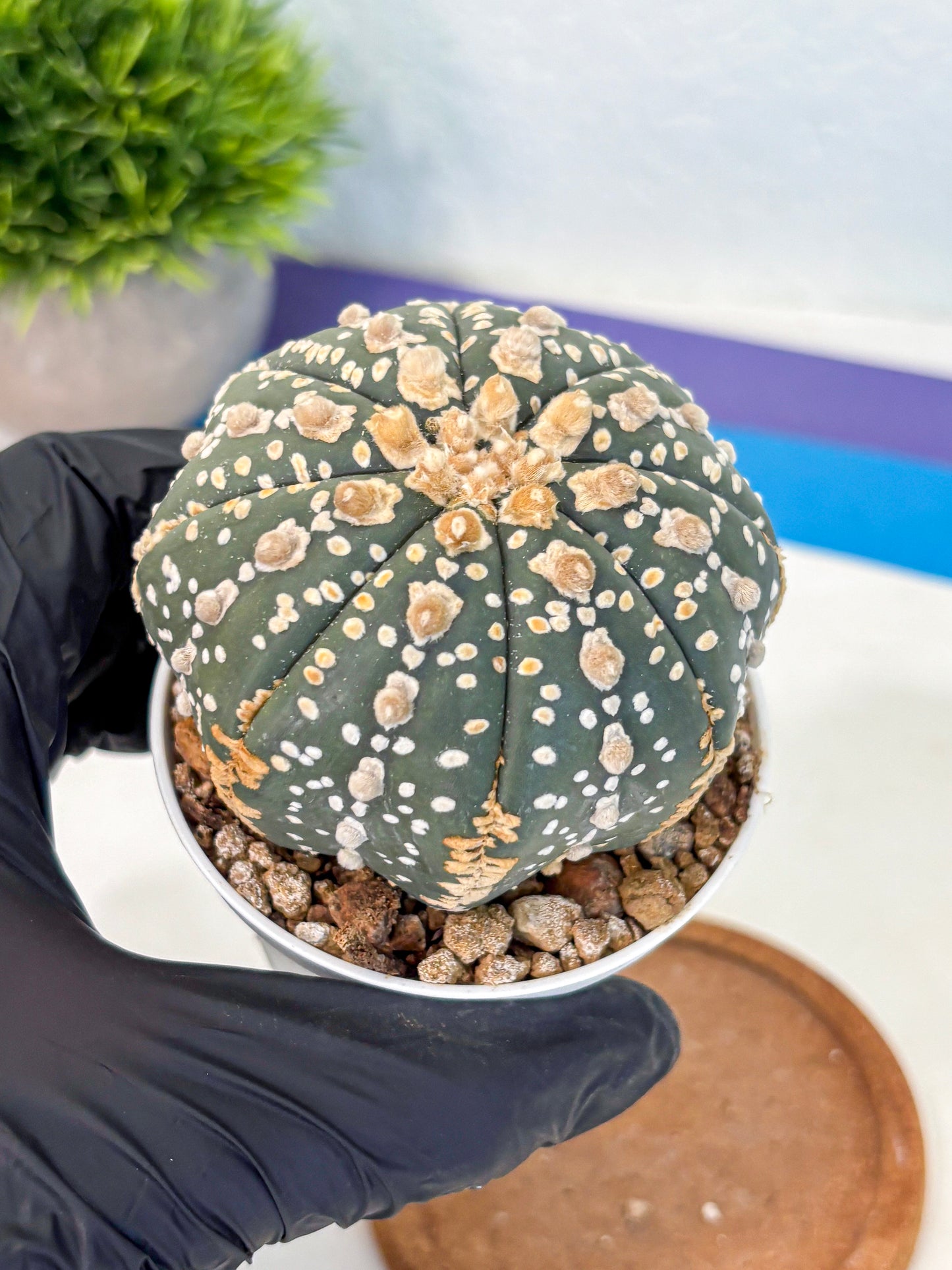 Astrophytum Super Kabuto (at10) (07) | sand dollar cactus