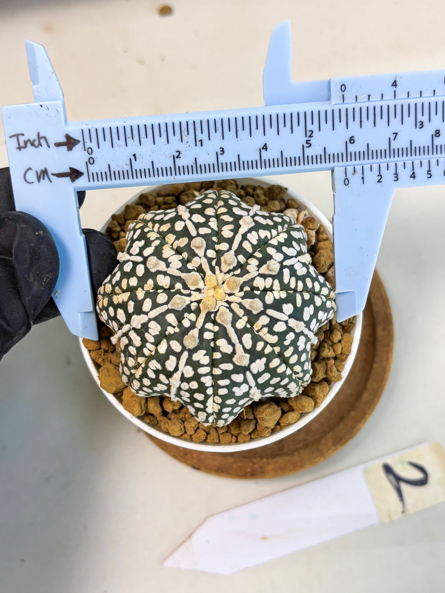 Astrophytum Star Shape (at3) (p2) | Very Rare Cactus