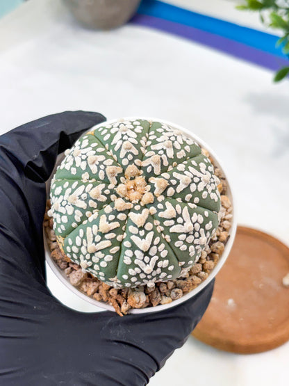 Astrophytum V-Type (T8) (b4) | SHIP from USA