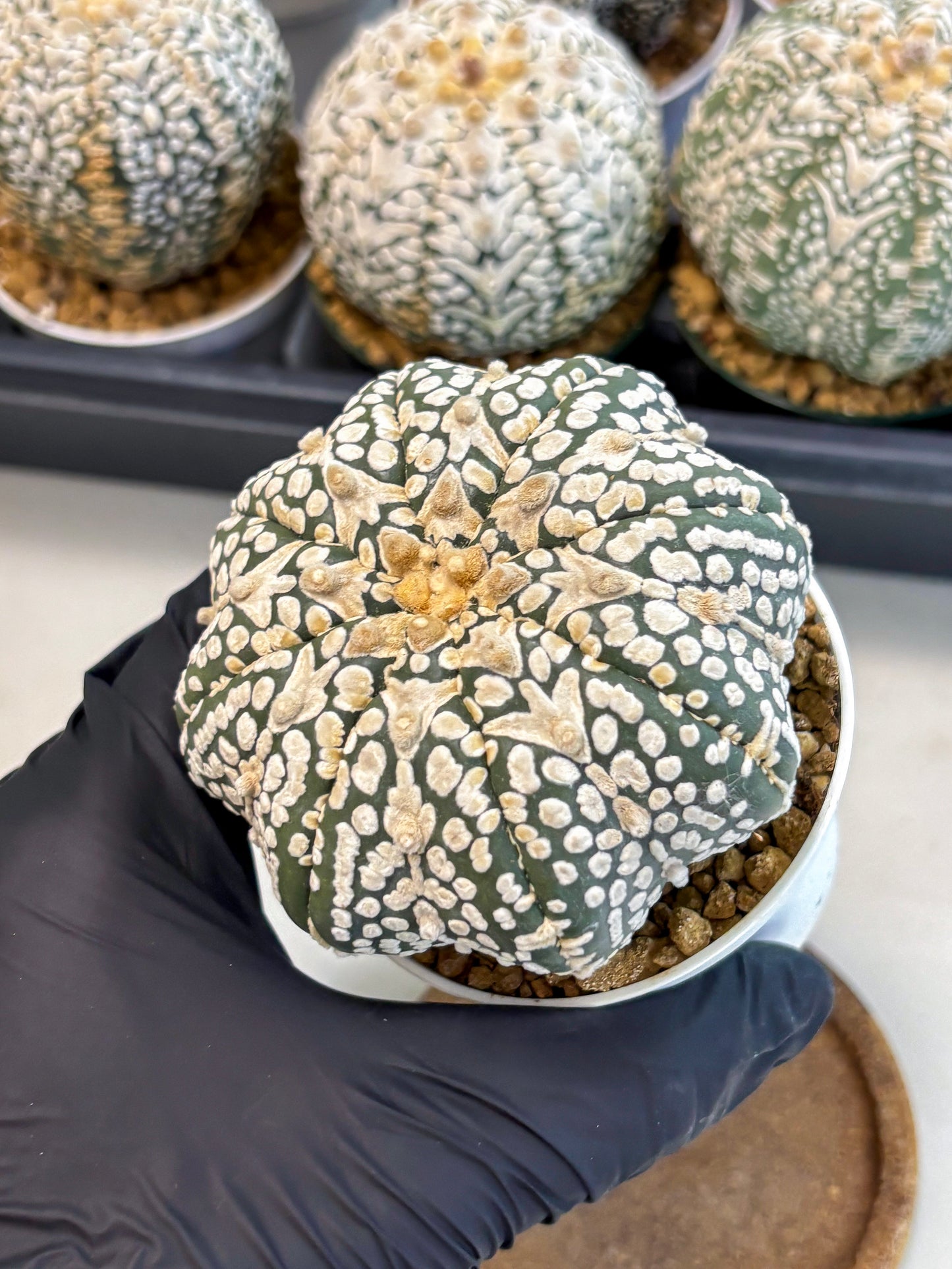 Astrophytum V-Type (at6) (y2) | Rare Star Cactus