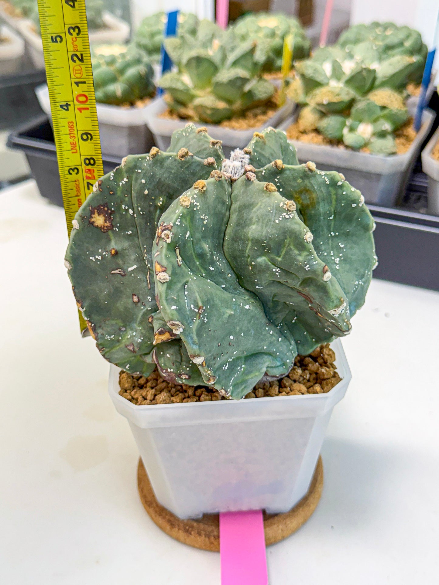 Astrophytum myriostigma 'Fukuryu' (pp) | Desert Plant
