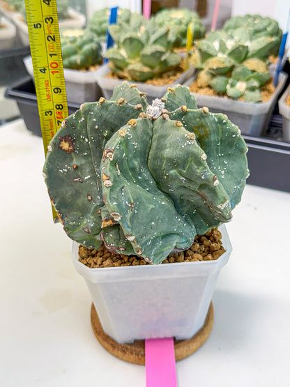 Astrophytum myriostigma 'Fukuryu' (pp) | Desert Plant