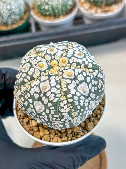 Astrophytum 5-Ribs (at7) (y5) | Living Rocks