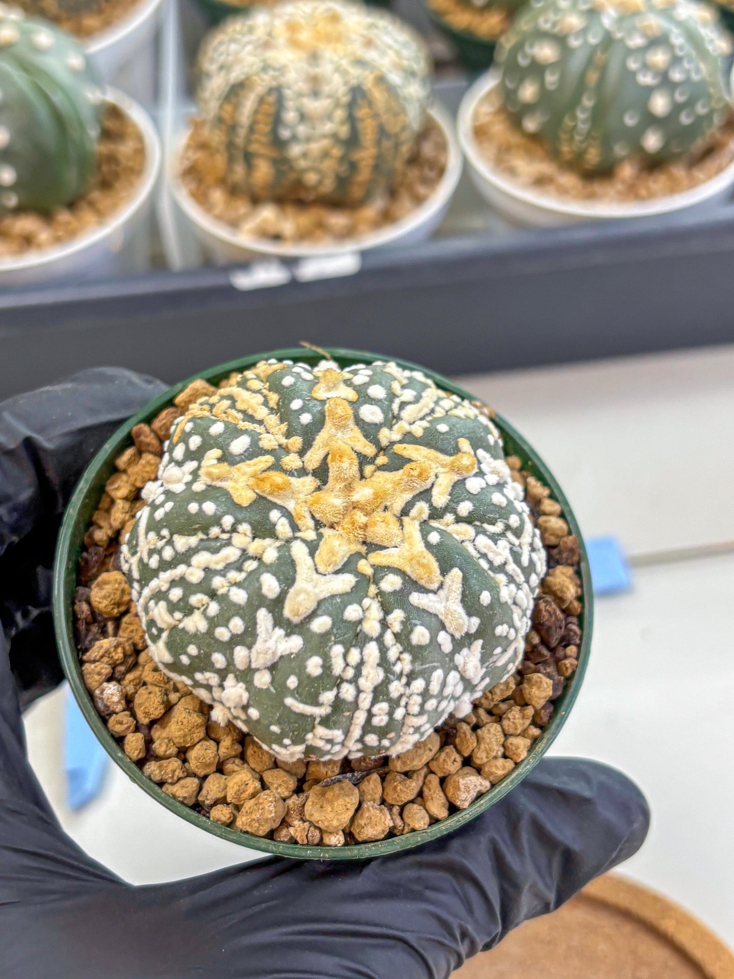 Astrophytum Fukuryu (at8) (07) | Rare Plant | Succulent Cactus