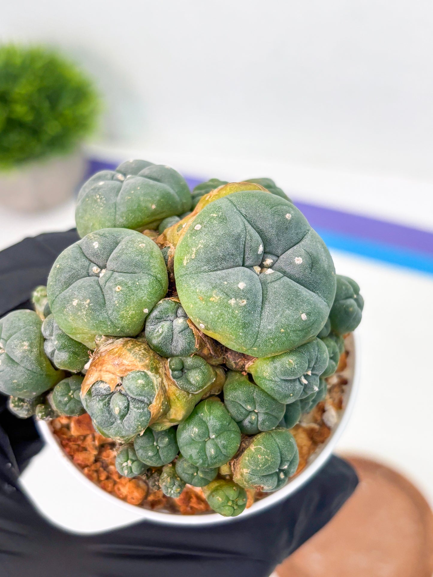 Spineless Cactus (Lo1) (p1) | For Advanced Growers