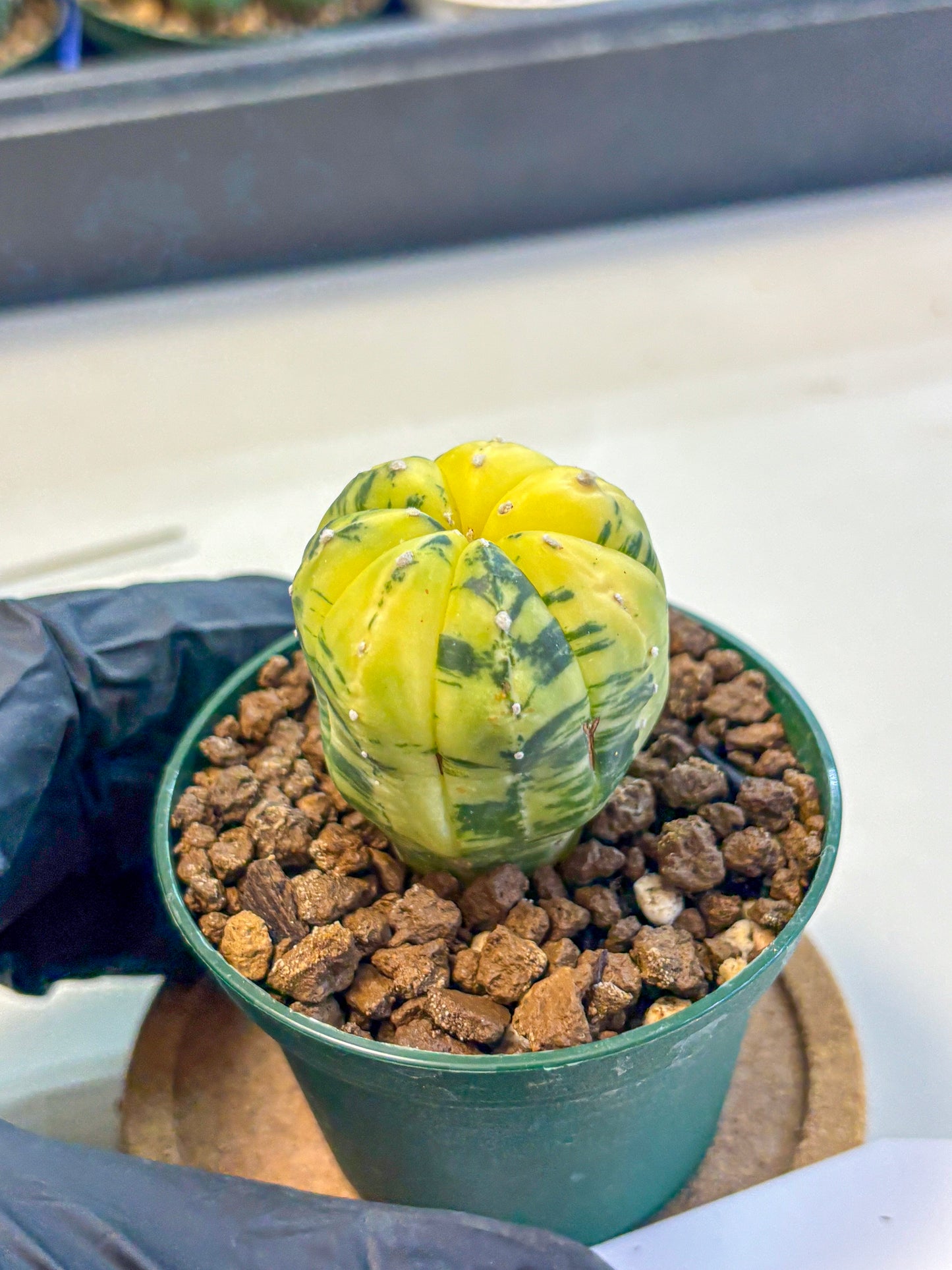 Astrophytum Variegated (at9) (01) | Rare Plant | Live Cactus