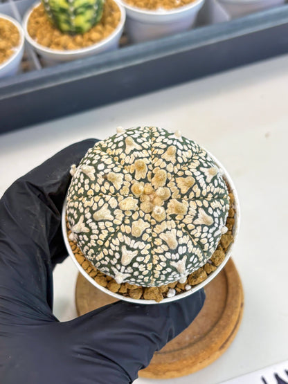 Astrophytum V-Type (at1) (p3) | Imported Cactus