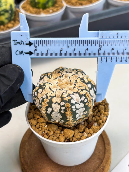 Astrophytum V-Type (at1) (p7) | Imported Cactus