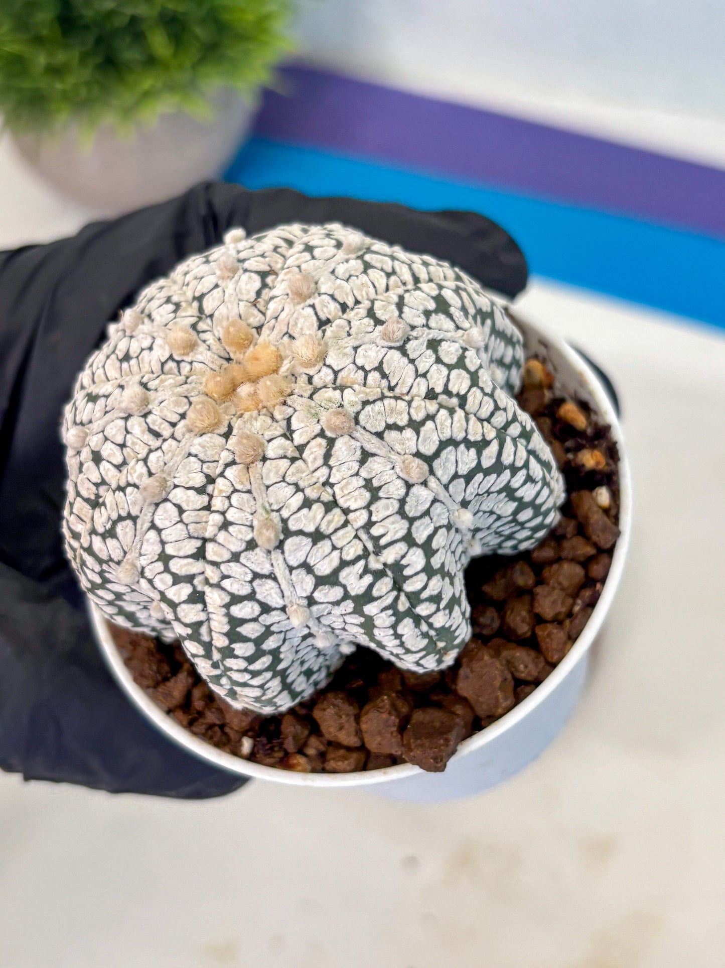 Astrophytum V Type (at5) (04) |  Sea urchin cactus