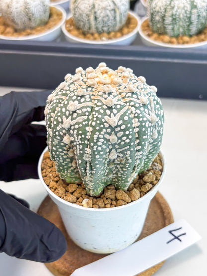 Astrophytum V-Type (at5) (p4) | Rare imported Plant