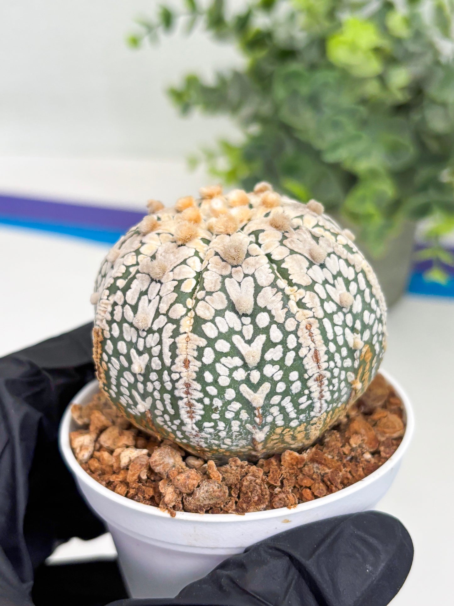 Astrophytum Super Kabuto V Type (T4) (y2) | Las Vegas Seller