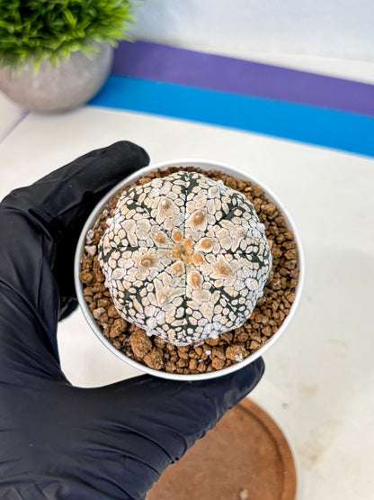Astrophytum V Type (at2) (04) | Live Plant | Rare Collection