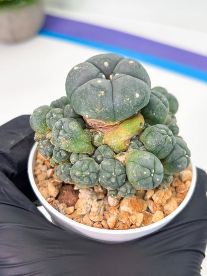 Spineless Cactus (Lo1) (g2) | For Advanced Growers