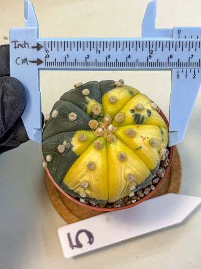 Astrophytum Variegated (at9) (05) | Rare Plant | Live Cactus