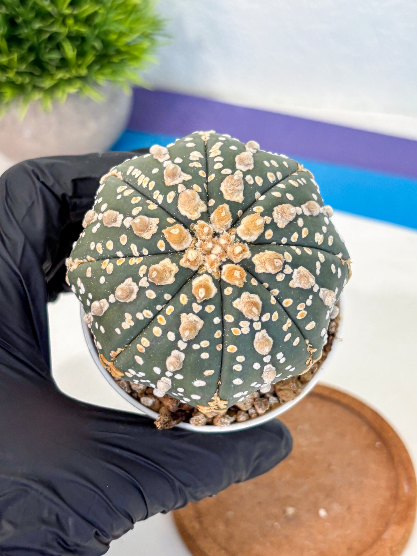 Astrophytum Super Kabuto (at10) (07) | sand dollar cactus