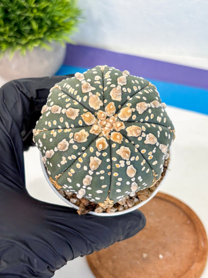 Astrophytum Super Kabuto (at10) (07) | sand dollar cactus