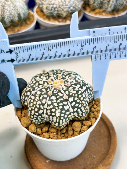 Astrophytum Star Shape (at3) (p2) | Very Rare Cactus