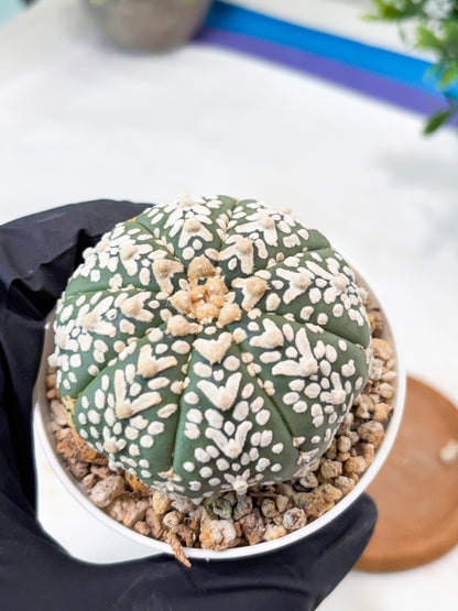 Astrophytum V-Type (T8) (b4) | SHIP from USA