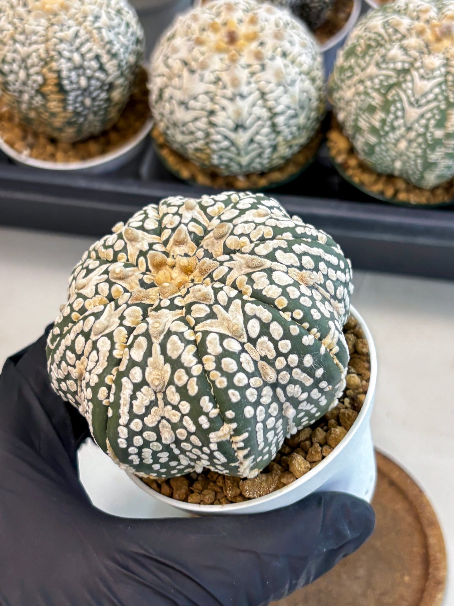 Astrophytum V-Type (at6) (y2) | Rare Star Cactus