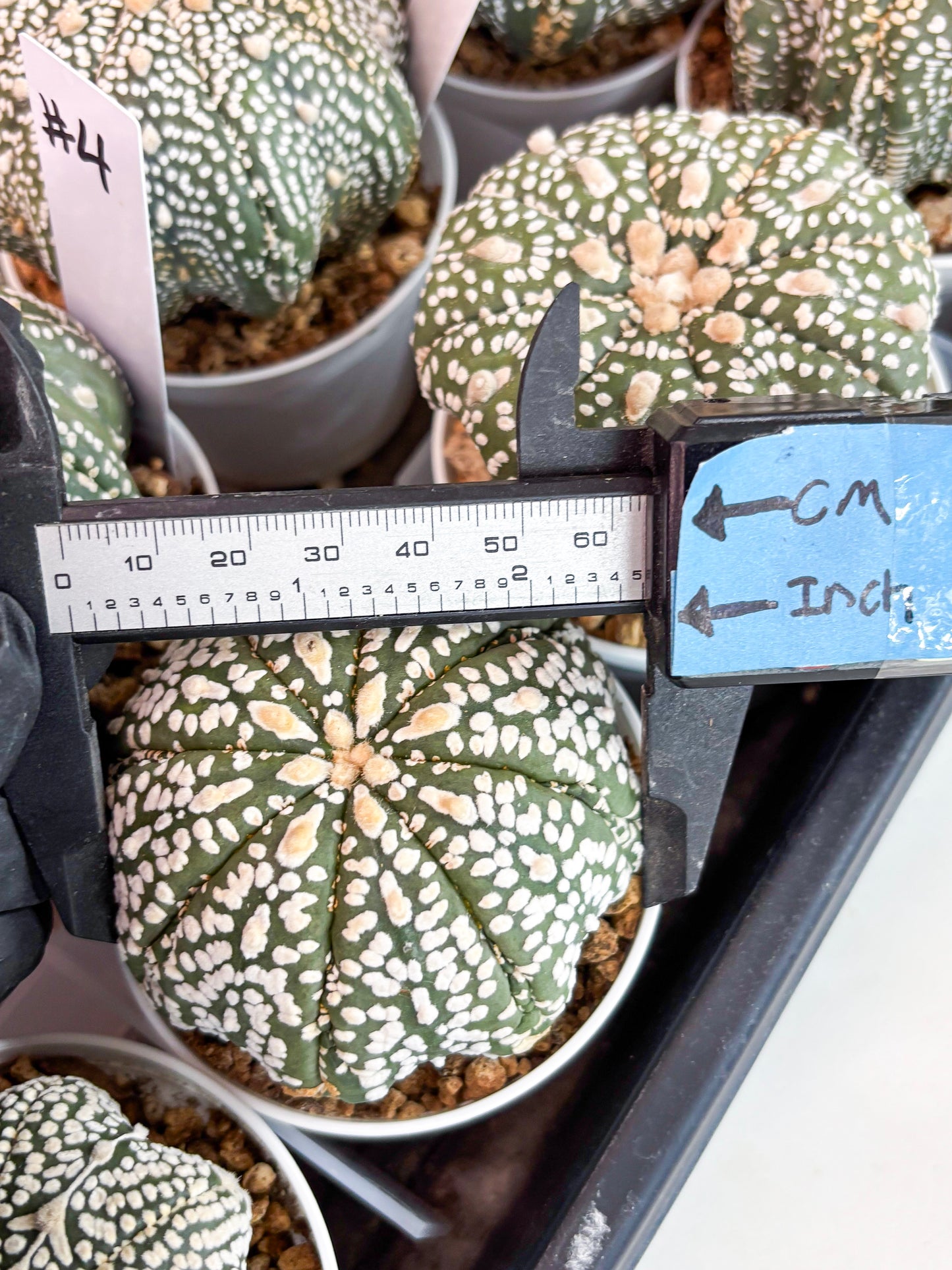 Astrophytum Super Kabuto (t7) (y4) | Imported Plants | 3" Pot