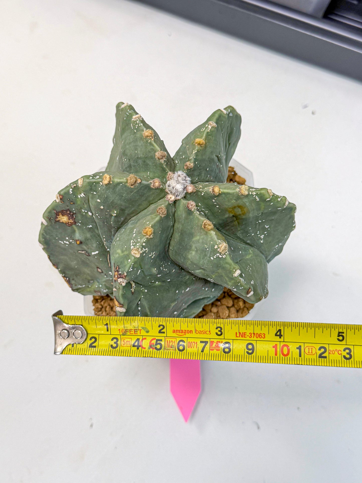 Astrophytum myriostigma 'Fukuryu' (pp) | Desert Plant