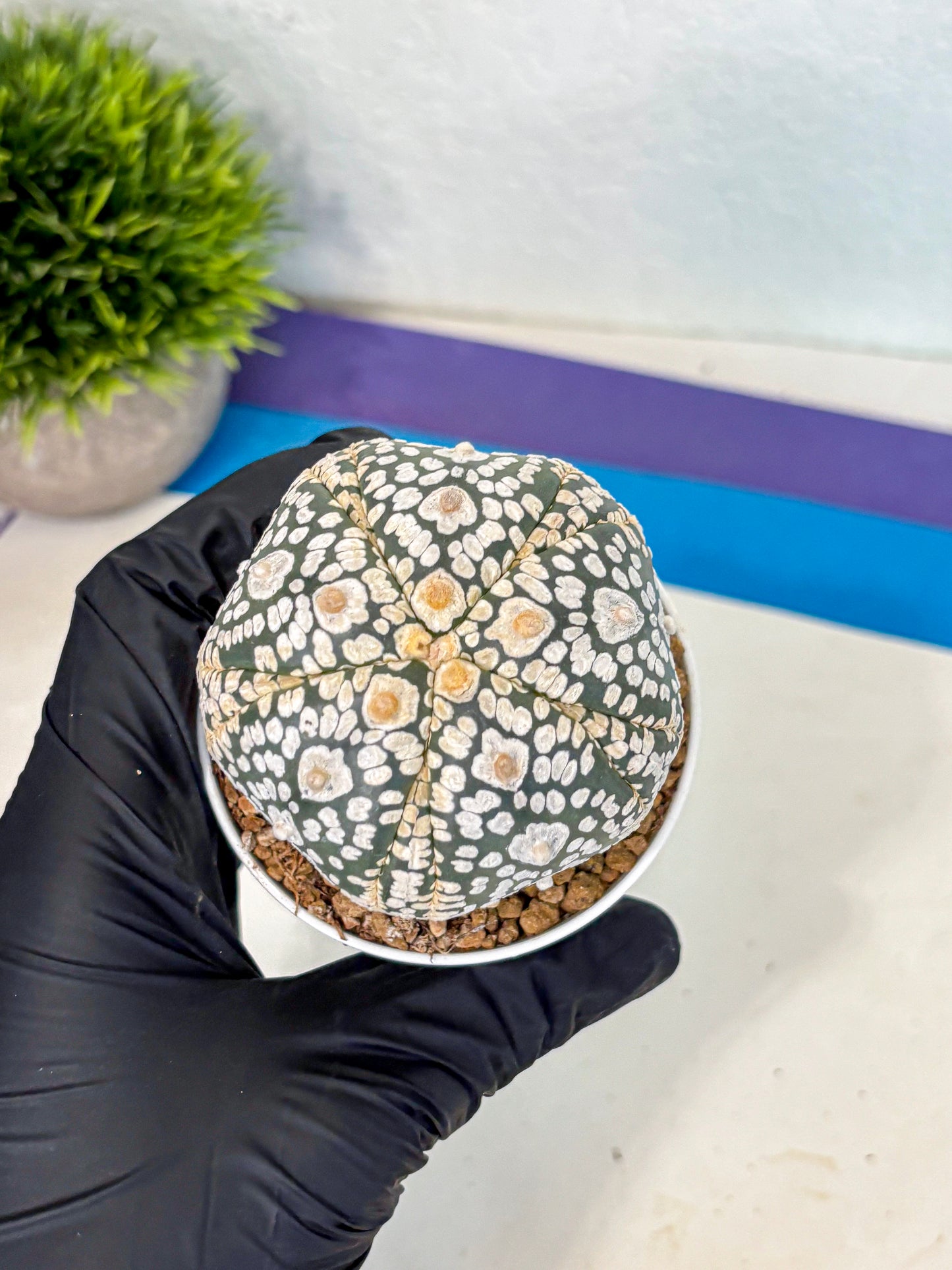 Astrophytum 5-Ribs (at7) (y5) | Living Rocks
