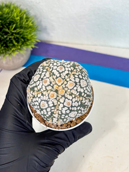 Astrophytum 5-Ribs (at7) (y5) | Living Rocks