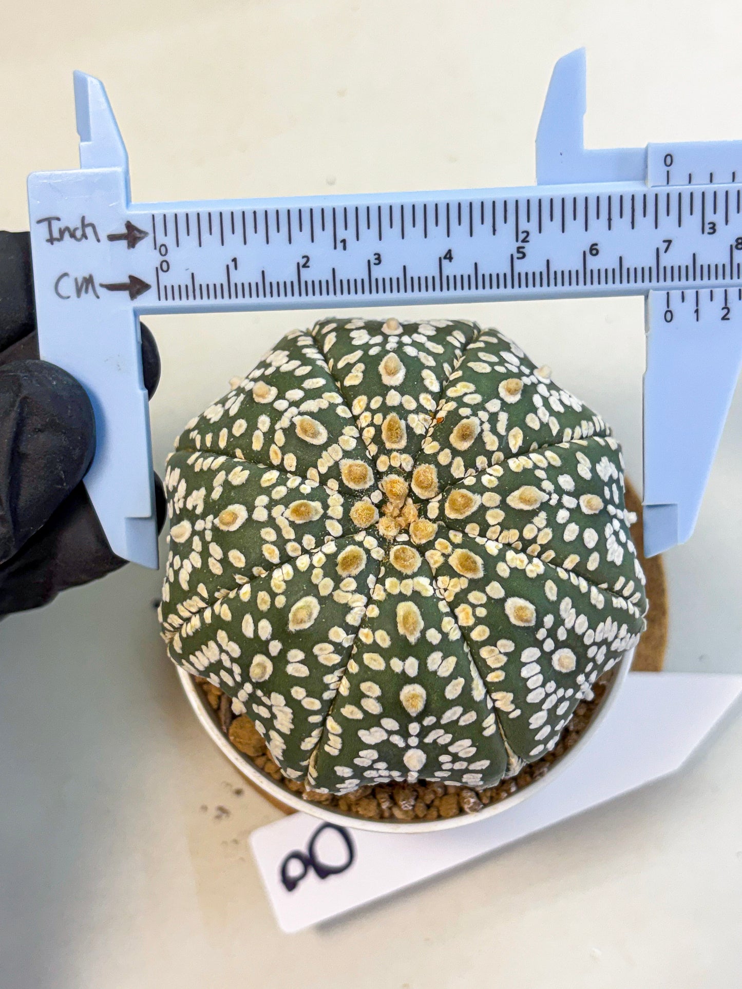 Astrophytum Super Kabuto (at10) (08) | sand dollar cactus