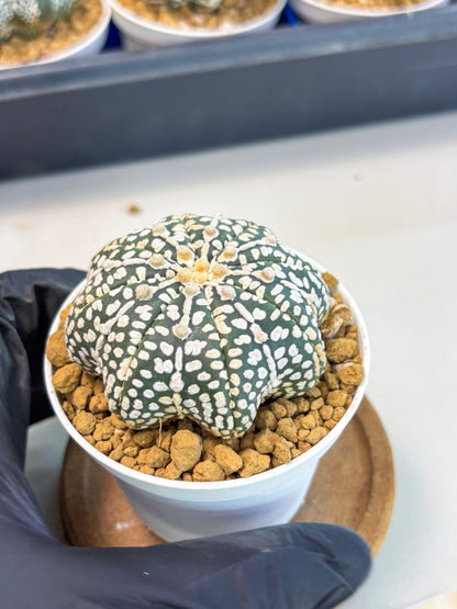 Astrophytum Star Shape (at3) (p2) | Very Rare Cactus