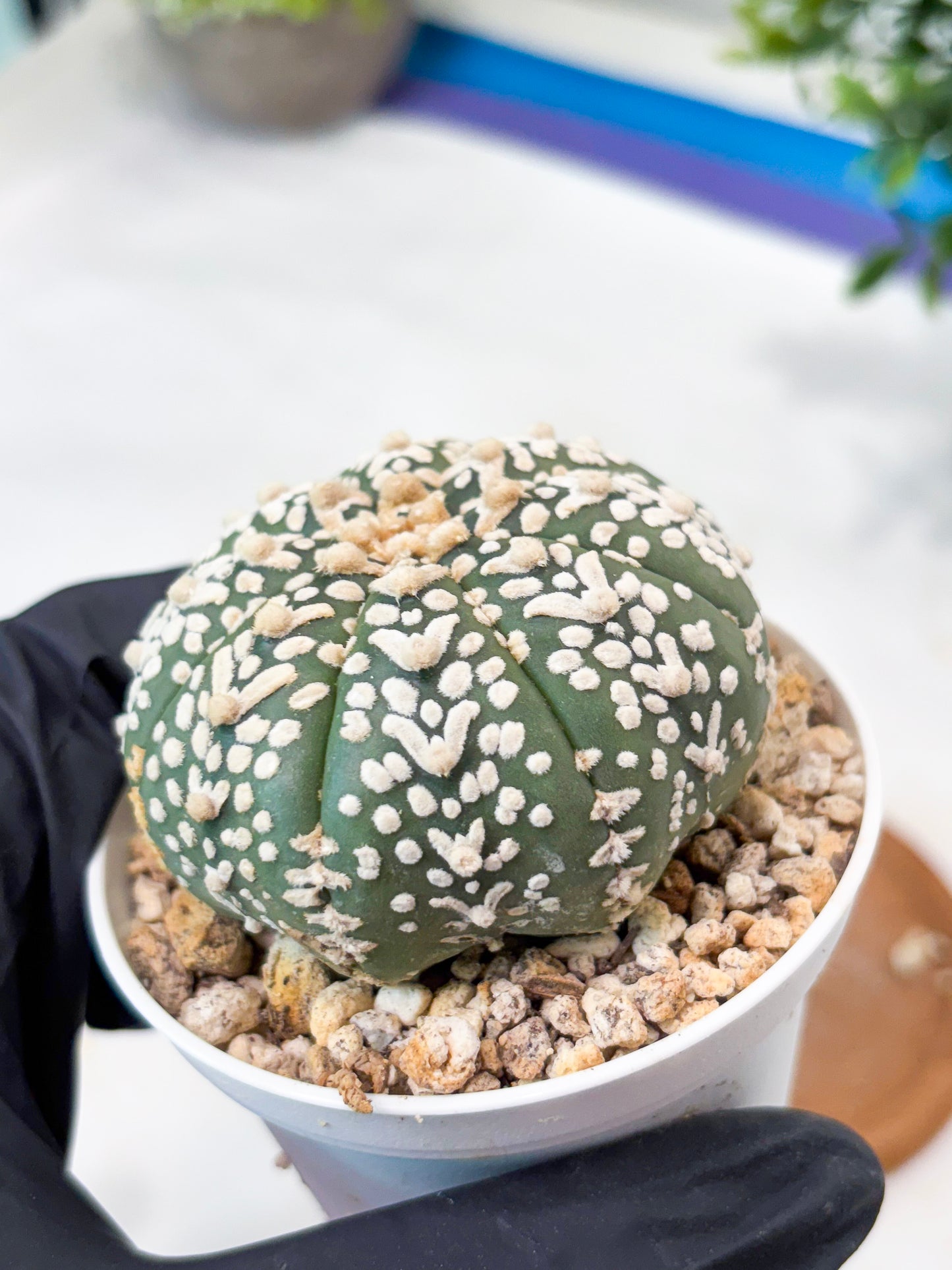 Astrophytum V-Type (T8) (b4) | SHIP from USA