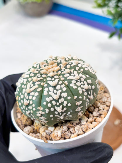 Astrophytum V-Type (T8) (b4) | SHIP from USA
