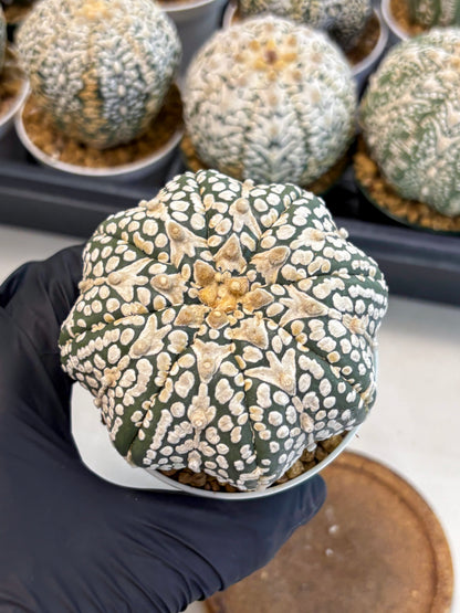 Astrophytum V-Type (at6) (y2) | Rare Star Cactus