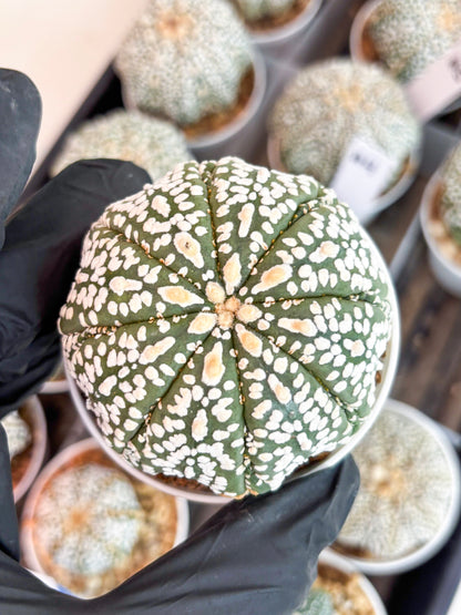 Astrophytum Super Kabuto (t7) (y4) | Imported Plants | 3" Pot