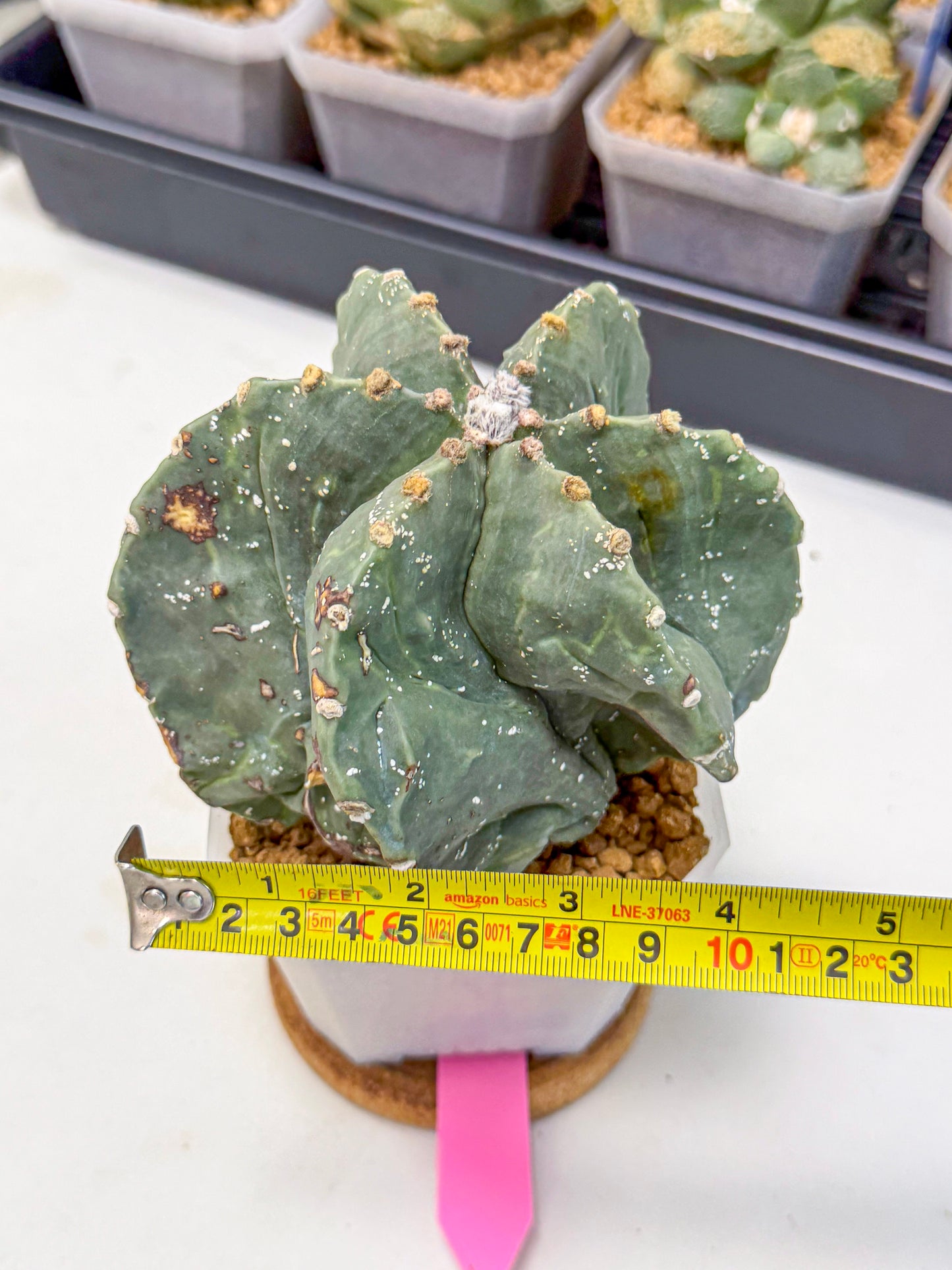 Astrophytum myriostigma 'Fukuryu' (pp) | Desert Plant