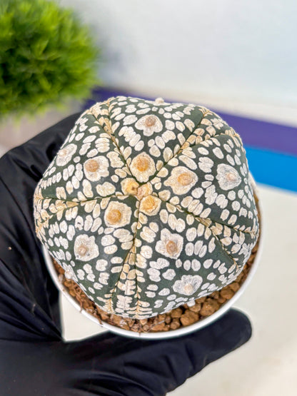 Astrophytum 5-Ribs (at7) (y5) | Living Rocks